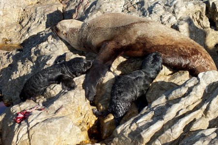 Die rob-koei met haar rare tweeling